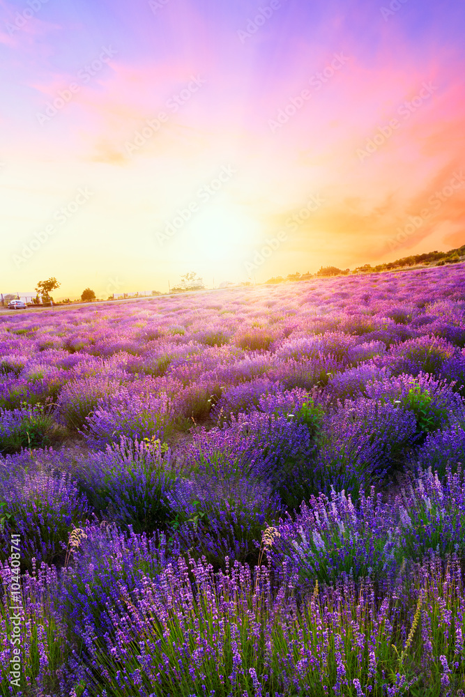 Sunset over a summer lavender field in Tihany - obrazy, fototapety, plakaty 