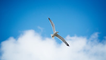 Seagull Flying Over The Clouds