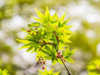 Poster - Garden in Tokyo, Japan