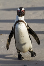 Walking Jackass Penguin (Spheniscus Demersus), Cape Town, South Africa
