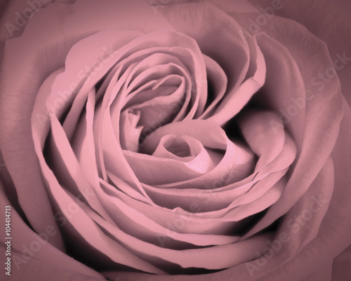 symbol-milosci-roza