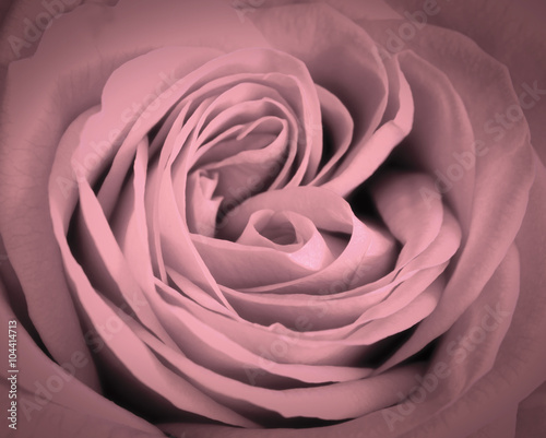 Naklejka - mata magnetyczna na lodówkę Pink rose close-up background. Romantic love greeting card