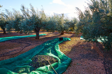 Wall Mural - Olives harvest picking with net at Mediterranean