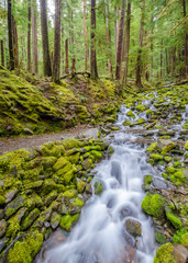  Beautiful Mountain River at the Olympics Park. WA, USA.