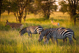 Fototapeta Sawanna - Zebras on african savannah in golden light