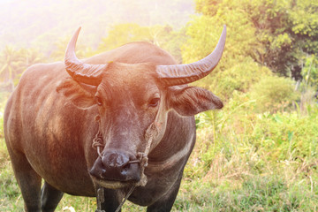 Wall Mural - Buffalo on the grass