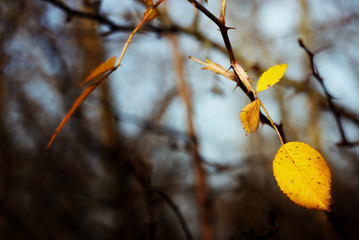 Wall Mural - amazing beautiful yellow autumn leaves in the sunshine on the ba