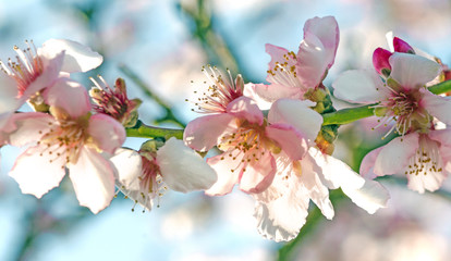 Fotomurales - Spring beauty : fragrant almond blossoms :)