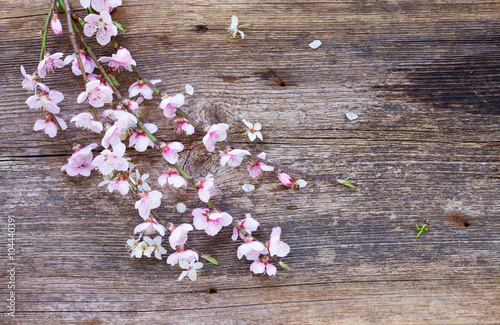 Naklejka dekoracyjna twigs with cherry flowers