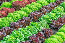 Colorful Fields Of Lettuce, Including Green, Red And Purple Varieties, Grow In Rows In The Salinas Valley Of Central California.