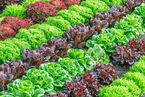 Fotografía Colorful fields of lettuce, including green, red and purple varieties, grow in rows in the Salinas Valley of Central California