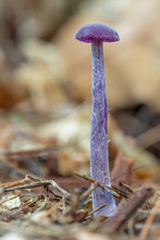 Violetter Lacktrichterling (Laccaria Amethystea) Im Herbstwald