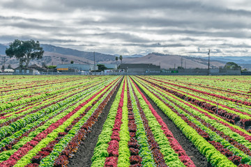 Colorful fields of lettuce, including green, red and purple varieties, grow in rows in the Salinas Valley of Central California.