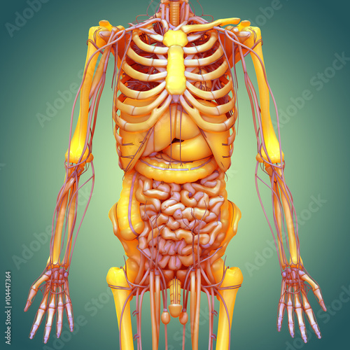 Human Body Anatomy Brain Lungs Heart Nervous System Liver Stomach Large And Small Intestine With Kidneys Stock Illustration Adobe Stock