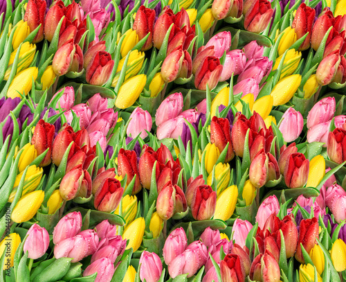 Fototapeta na wymiar Tulip flowers. Fresh spring blooms with water drops