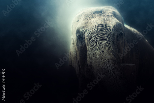photo manipulation of a wild elephant in Sri Lanka Poster