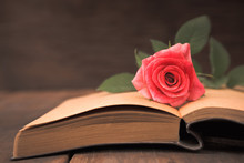 Rose Flower On Book