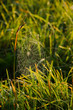 Wet cobweb on green grass.