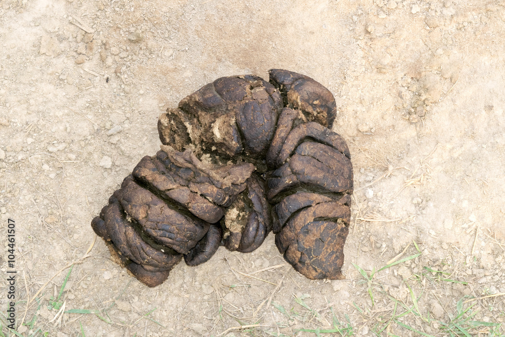Cow dung - also known as cow pats, cow pies or cow manure Stock Photo |  Adobe Stock