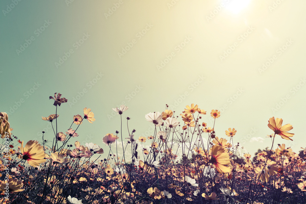 Vintage landscape nature background of beautiful cosmos flower field on sky with sunlight. retro color tone filter effect - obrazy, fototapety, plakaty 