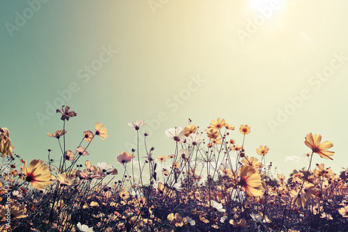 Vintage landscape nature background of beautiful cosmos flower field on sky with sunlight Tablou Canvas