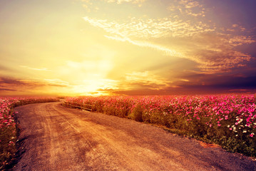 landscape of beautiful cosmos flower field in sky sunset, vintage and retro filter effect style