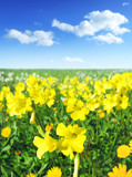 Fototapeta Tulipany - flower meadow in spring, with horizon over land