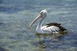 Pelican in a National Park in New South Wales, Australia