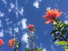 Hibiscus Against Blue Sky