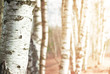 © darkbird - Nature blurred background with birch tree