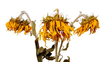 Three Dried Sunflowers Isolated On White Background