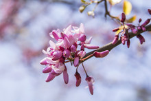 Background Branch Of Judas Tree, Blossoms In April
