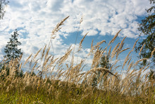 Tall Yellow Grass Against The Sky.