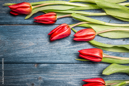 Fototapeta na wymiar Red tulips flowers on blue grunge wood.