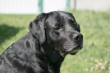 Black labrador retriever outdoors