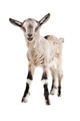 Wall Mural - Portrait of a young goat 