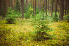 Small Growing Spruce Fir Tree In Coniferous Forest
