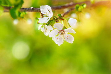 Wall Mural - Beautiful apple tree blooming