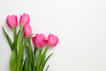 Pink Tulips On White Background