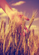 hand in a wheat field