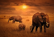 Elephants At  Sunset Background