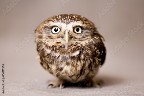 Fotografering Beautiful domestication owl, wild owl, night owl
