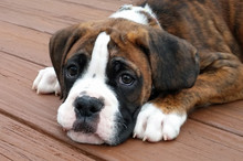 Cute Boxer Puppy Lying On A Deck With A Sad Look On His Face, Looking At Camera.