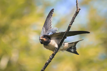 Rustic Black Swallow Wings Spread On A Tree Branch