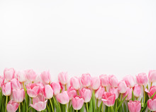  Fresh Spring Pink Tulips On White Background