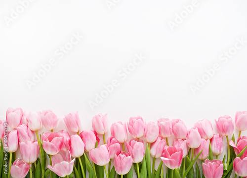 swieze-wiosenne-rozowe-tulipany-na-bialym-tle
