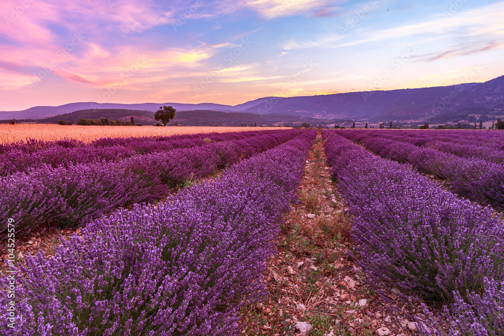 Beautiful landscape of lavender fields at sunset near Sault - obrazy, fototapety, plakaty 