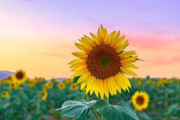 Wall Mural - Sunflower field