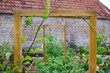 Rustic Country Vegetable & Flower Garden. Frames For Climbing Plants