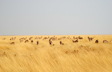 Browsing Springboks In Yellow Grass
